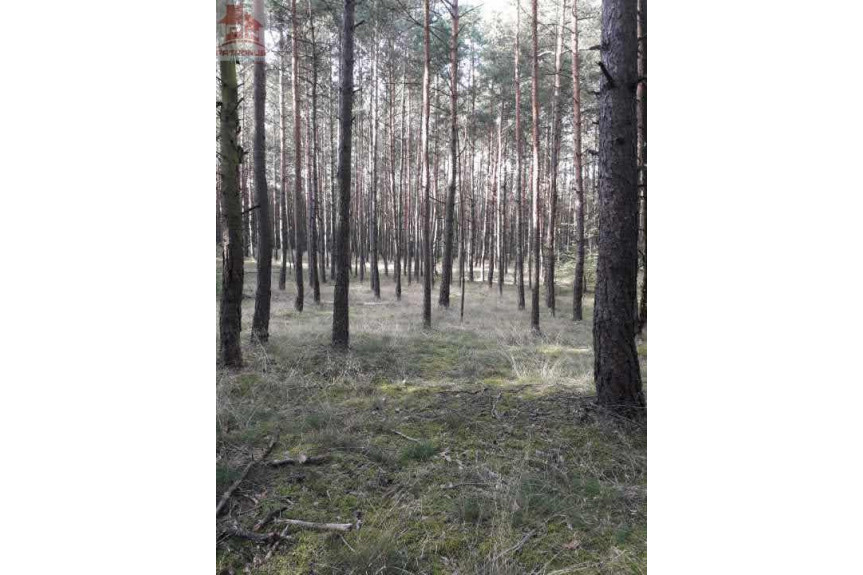 żniński, Łabiszyn, Załachowo, Las 1,5 ha w Załachowie