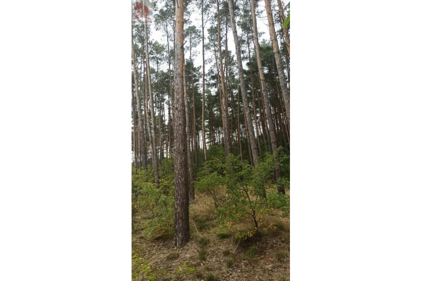 żniński, Łabiszyn, Załachowo, Las 1,5 ha w Załachowie