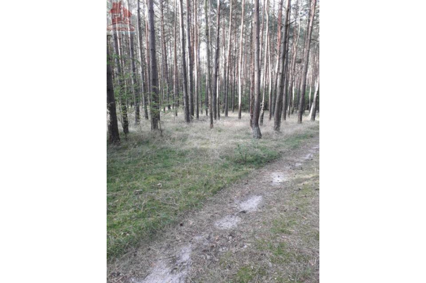 żniński, Łabiszyn, Załachowo, Sprzedam las 1,5 ha w Załachowie